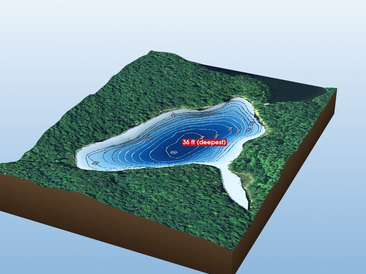 Depth map of White Birch L.